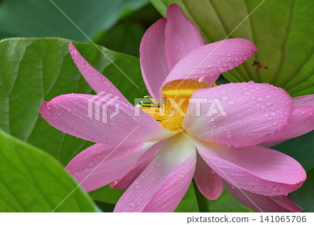 Lotus flowers and bees after the rain 141065706