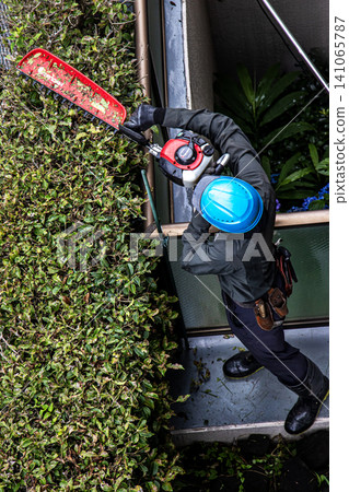 A landscape gardener trims the hedges of an apartment building using a single-edged hedge trimmer. A landscape gardener trims the hedges of an apartment building using a single-edged hedge trimmer. 141065787