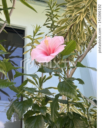 在南部國家盛開的芙蓉 在南部國家盛開的芙蓉 141066192