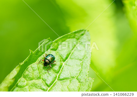 The face of a tiny leaf beetle perched on a leaf The face of a tiny leaf beetle perched on a leaf 141066229