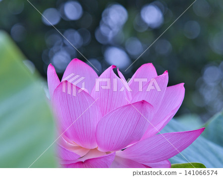 一朵美麗的蓮花 一朵美麗的蓮花 141066574
