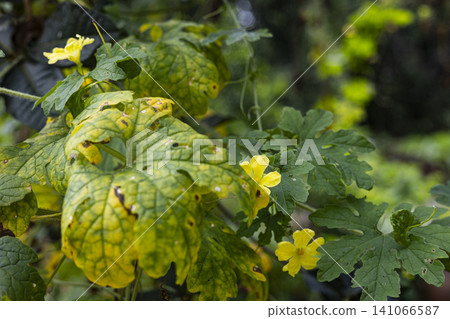Bitter Melon Leaves Yellowing From Bacterial Infection Bitter Melon Leaves Yellowing From Bacterial Infection 141066587