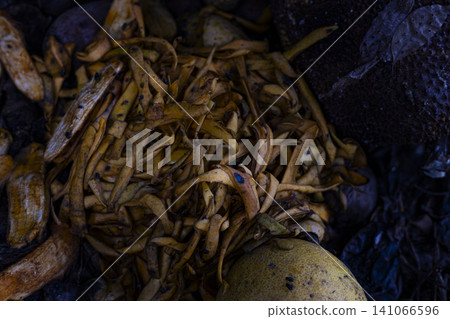 Rotten Fruit Waste Decomposing Organic Garbage Rotten Fruit Waste Decomposing Organic Garbage 141066596