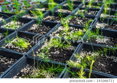 Young Asparagus Seedlings Growing in Plastic Pots inside a Professional Greenhouse Nursery Young Asparagus Seedlings Growing in Plastic Pots inside a Professional Greenhouse Nursery 141066711
