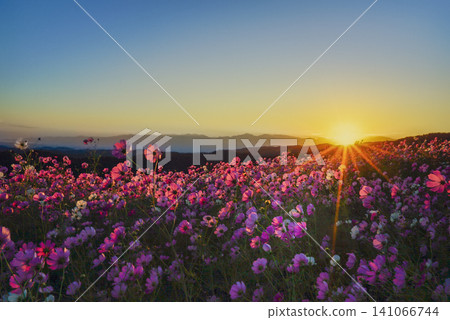 An autumnal spectacle: Tonami Yumenohira Ski Resort's breathtaking cosmos fields bathed in the morning sun. An autumnal spectacle: Tonami Yumenohira Ski Resort's breathtaking cosmos fields bathed in the morning sun. 141066744