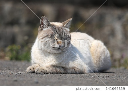 A Siamese tiger basking in the sun. A Siamese tiger basking in the sun. 141066839