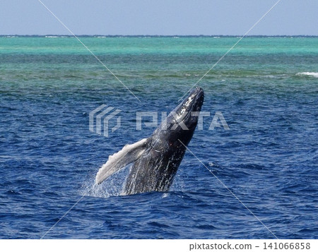 A baby humpback whale playing in the sea off Okinawa, capturing the moment it jumps. A baby humpback whale playing in the sea off Okinawa, capturing the moment it jumps. 141066858