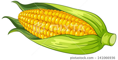 Fresh Corn on the Cob Vector Illustration with Green Husk 141066936