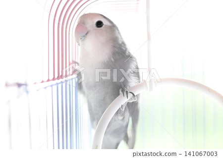 一隻愛情鳥被夾在籠子和戒指之間。 一隻愛情鳥被夾在籠子和戒指之間。 141067003