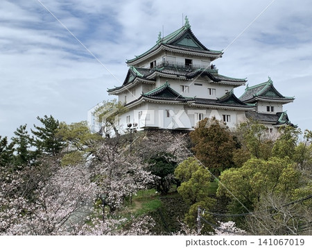 Wakayama Castle, cherry blossoms, and a blue sky Wakayama Castle, cherry blossoms, and a blue sky 141067019