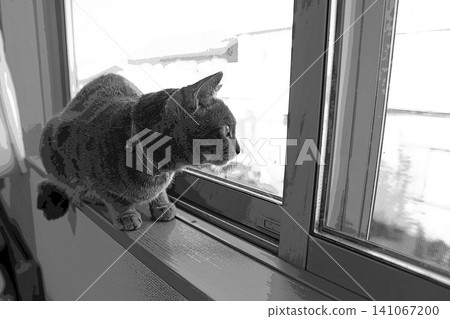 sketch style cat cat cat kijitora gray female female female cat female cat healthy pretty healing sketch style cat cat cat kijitora gray female female female cat female cat healthy pretty healing 141067200