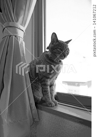 sketch style cat cat cat kijitora gray female female female cat female cat healthy pretty healing sketch style cat cat cat kijitora gray female female female cat female cat healthy pretty healing 141067212