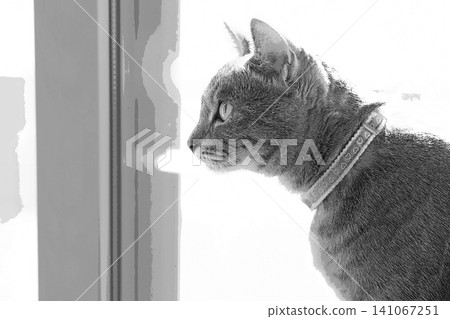 sketch style cat cat cat kijitora gray female female female cat female cat healthy pretty healing sketch style cat cat cat kijitora gray female female female cat female cat healthy pretty healing 141067251