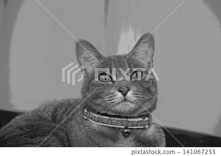 sketch style cat cat cat kijitora gray female female female cat female cat healthy pretty healing sketch style cat cat cat kijitora gray female female female cat female cat healthy pretty healing 141067255