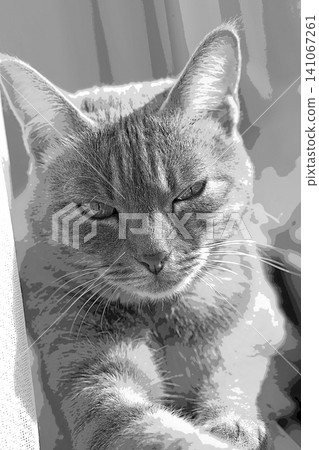 素描 風格 貓 貓 貓 kijitora 灰色 女 女 母貓 母貓 健康 漂亮 癒合 素描 風格 貓 貓 貓 kijitora 灰色 女 女 母貓 母貓 健康 漂亮 癒合 141067261
