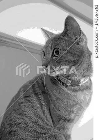 素描 風格 貓 貓 貓 kijitora 灰色 女 女 母貓 母貓 健康 漂亮 癒合 素描 風格 貓 貓 貓 kijitora 灰色 女 女 母貓 母貓 健康 漂亮 癒合 141067262