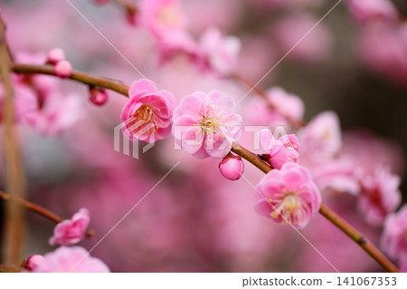 可愛的粉紅垂枝梅花,枝頭開滿了花。 可愛的粉紅垂枝梅花,枝頭開滿了花。 141067353