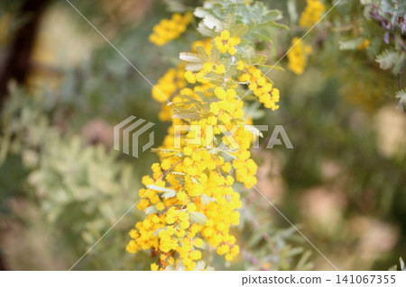 銀荊花開始綻放,帶來一絲春天的氣息。 銀荊花開始綻放,帶來一絲春天的氣息。 141067355