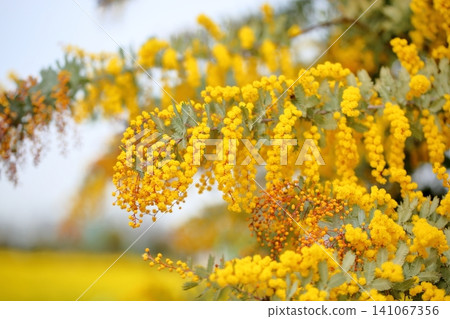 The silver wattle flowers begin to bloom, bringing a touch of spring. The silver wattle flowers begin to bloom, bringing a touch of spring. 141067356