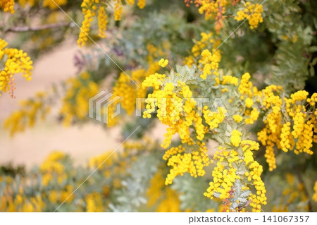 The silver wattle flowers begin to bloom, bringing a touch of spring. The silver wattle flowers begin to bloom, bringing a touch of spring. 141067357