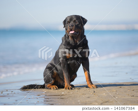 rottweiler and beach rottweiler and beach 141067384