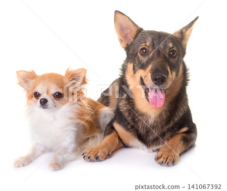 Swedish Vallhund and chihuahua 141067392