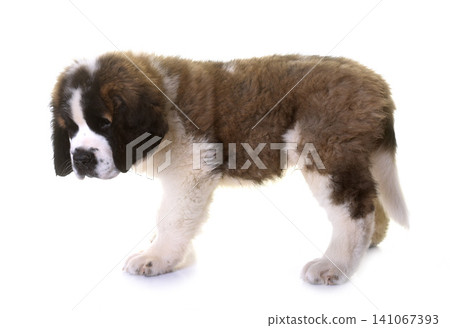 puppy saint bernard puppy saint bernard 141067393