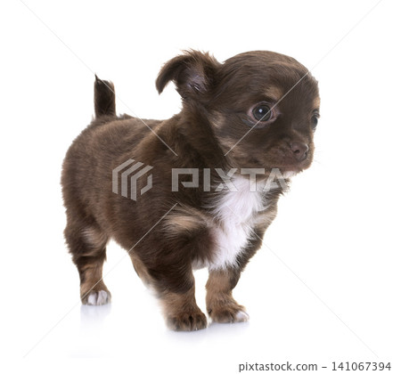 young chihuahua in studio young chihuahua in studio 141067394