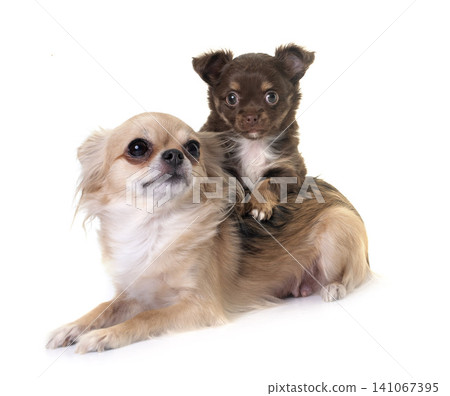 young chihuahua and mpther in studio young chihuahua and mpther in studio 141067395