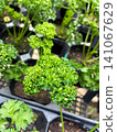 Parsley seedlings grown in pots (herbs, home gardening, cultivation) 141067629