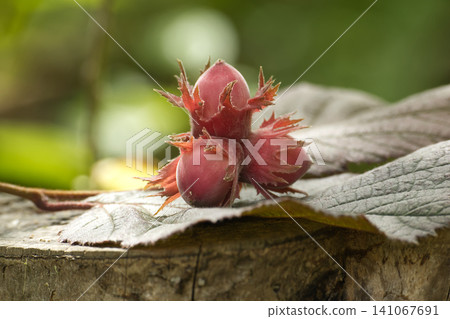 Cluster of Red Hazelnuts With Husks on Leaf Close-Up Rustic Wood Autumn Harvest Cluster of Red Hazelnuts With Husks on Leaf Close-Up Rustic Wood Autumn Harvest 141067691