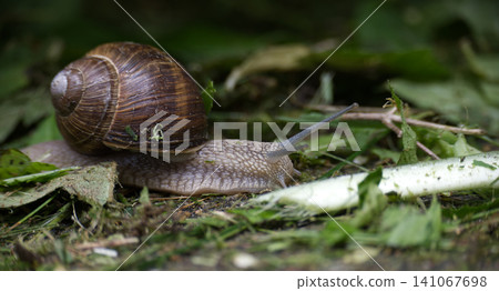 Close-up of a garden snail slowly moving through green leaves and grass Close-up of a garden snail slowly moving through green leaves and grass 141067698