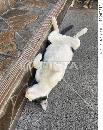 曼谷一隻仰躺著的流浪貓 曼谷一隻仰躺著的流浪貓 141067715