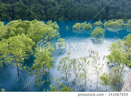 A fantastical submerged forest spreading across Lake Akiogi in Akita Prefecture A fantastical submerged forest spreading across Lake Akiogi in Akita Prefecture 141067859