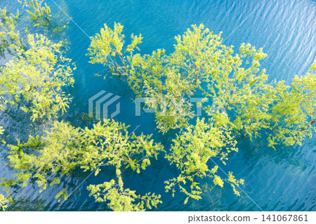 A fantastical submerged forest spreading across Lake Akiogi in Akita Prefecture A fantastical submerged forest spreading across Lake Akiogi in Akita Prefecture 141067861