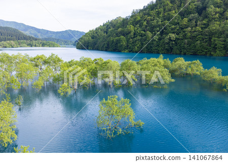 A fantastical submerged forest spreading across Lake Akiogi in Akita Prefecture A fantastical submerged forest spreading across Lake Akiogi in Akita Prefecture 141067864