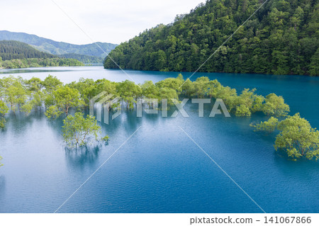 A fantastical submerged forest spreading across Lake Akiogi in Akita Prefecture A fantastical submerged forest spreading across Lake Akiogi in Akita Prefecture 141067866