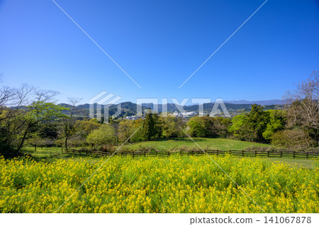 築井湖城山公園和丹澤山脈的油菜田正值盛開。 築井湖城山公園和丹澤山脈的油菜田正值盛開。 141067878
