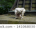 Parent and child of goat 141068030
