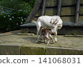 Parent and child of goat 141068031