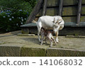 Parent and child of goat 141068032