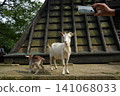 Parent and child of goat 141068033