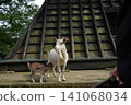Parent and child of goat 141068034