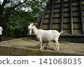 Parent and child of goat 141068035