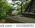 Parent and child of goats 141068092
