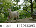 Parent and child of goats 141068093