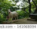 Parent and child of goats 141068094