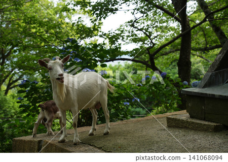 Parent and child of goats Parent and child of goats 141068094