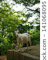 Parent and child of goats 141068095