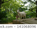 Parent and child of goats 141068096